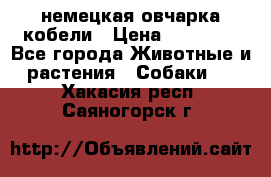 немецкая овчарка кобели › Цена ­ 25 000 - Все города Животные и растения » Собаки   . Хакасия респ.,Саяногорск г.